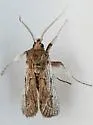 Melitara subumbrella - Hodges#5973 - photo 4