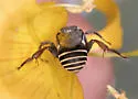 Margined Turret Bee
