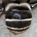 Margined Turret Bee - photo 2