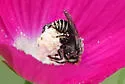 Margined Turret Bee - photo 4