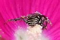 Margined Turret Bee - photo 5