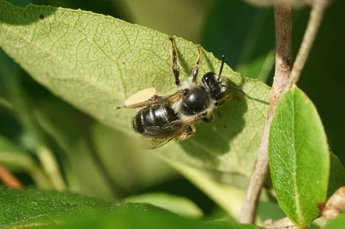 Melitta melittoides