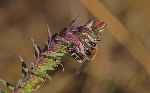 Red Bartsia Blunt-horn