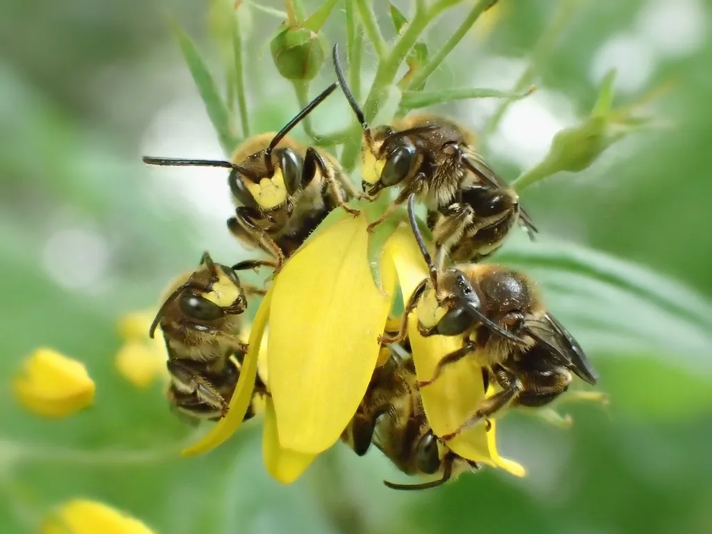 Melittid Bees - photo 2