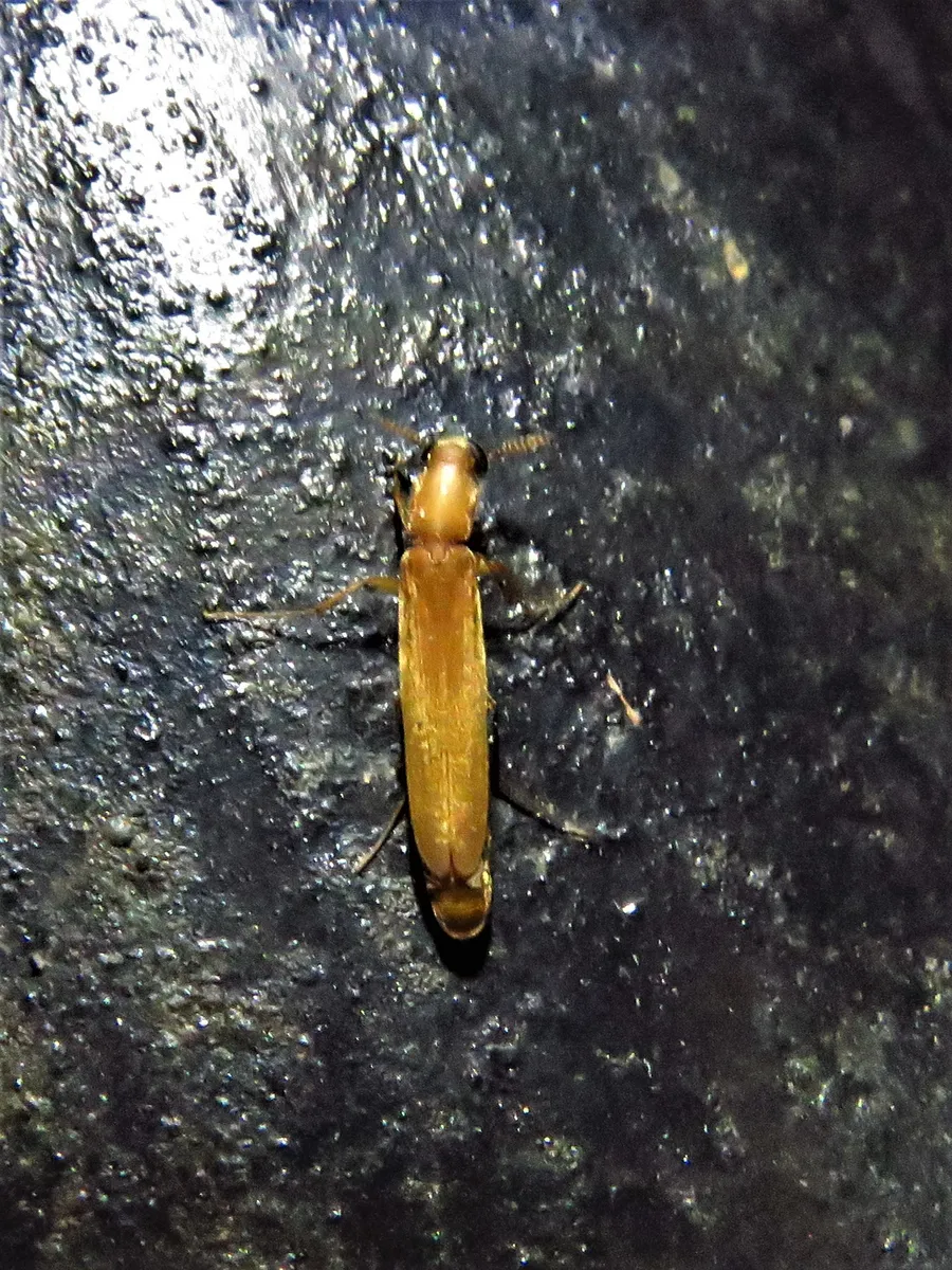 Melittomma brasiliensis - photo 3