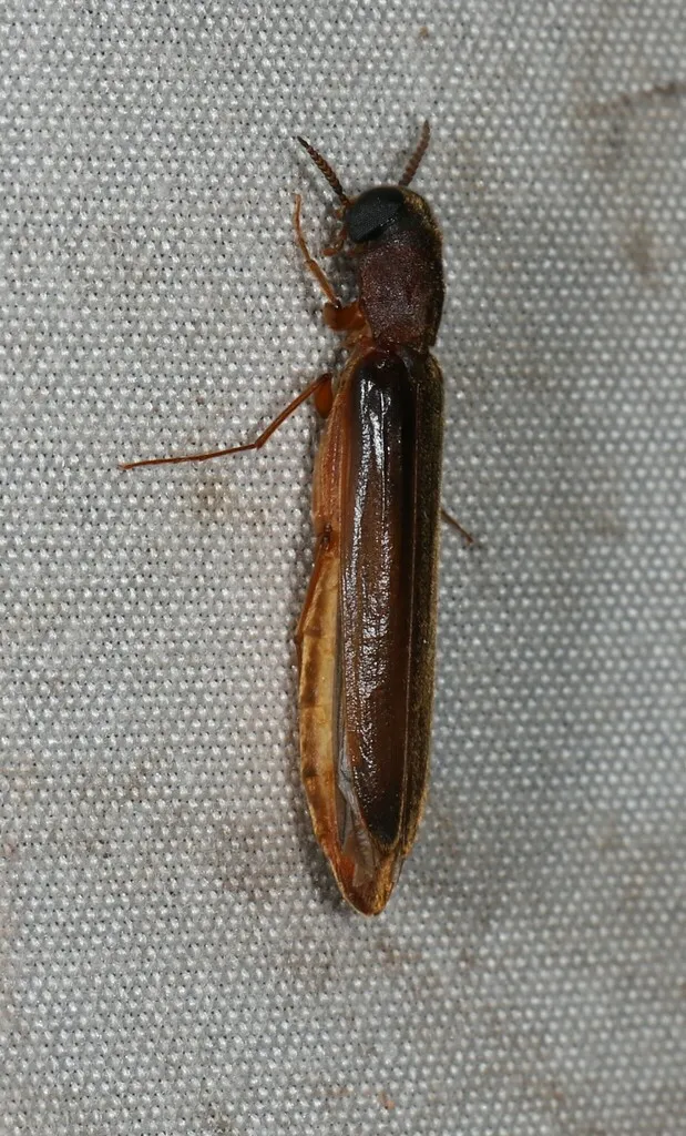 Melittomma pervagum - photo 2
