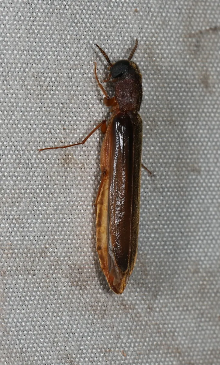 Melittomma pervagum - photo 3