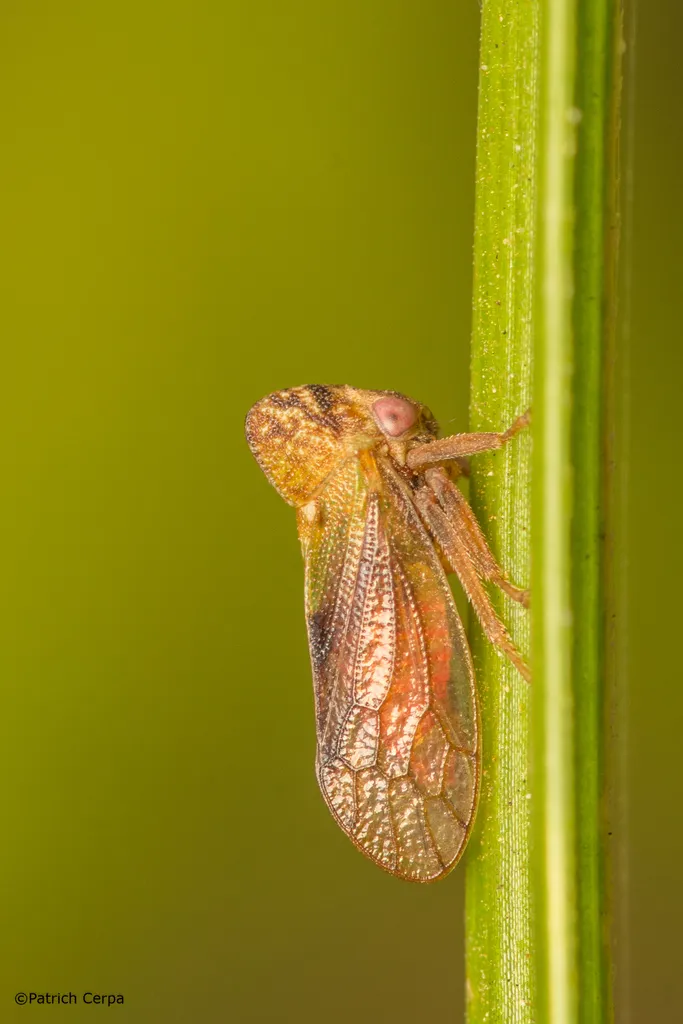 Melizoderid Treehoppers - photo 2