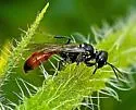 Mellinus abdominalis