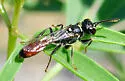 Mellinus abdominalis - photo 2
