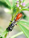 Mellinus abdominalis - photo 3