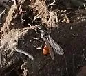 Mellinus abdominalis - photo 5