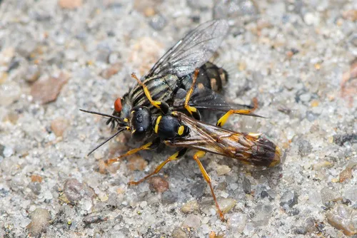 Field digger wasp