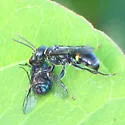 Mellinus bimaculatus