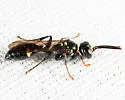 Mellinus bimaculatus - photo 2