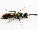 Mellinus bimaculatus - photo 3