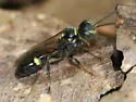 Mellinus bimaculatus - photo 4