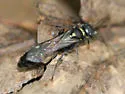 Mellinus bimaculatus - photo 5