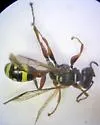 Mellinus rufinodus