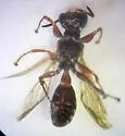 Mellinus rufinodus - photo 2