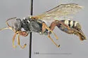 Mellinus rufinodus - photo 3