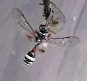 Mellinus rufinodus - photo 4