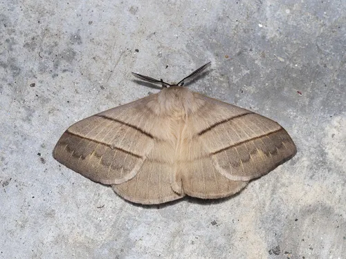 Mellirisa cervina