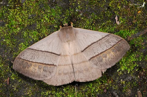 Mellirisa formosana