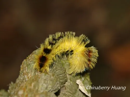 Mellirisa formosana - photo 8