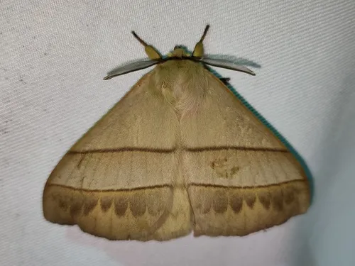 Mellirisa formosana - photo 5
