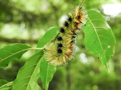 Mellirisa formosana - photo 6