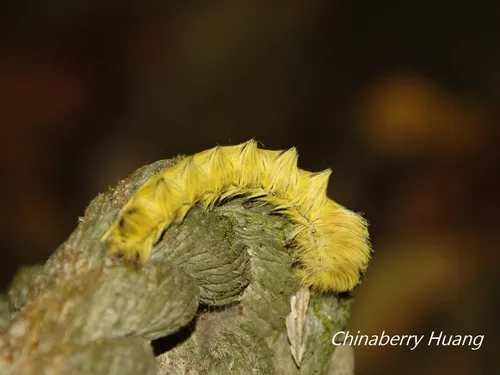 Mellirisa formosana - photo 7