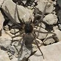 Melocosa fumosa