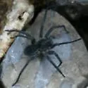 Melocosa fumosa - photo 2