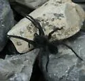 Melocosa fumosa - photo 3