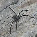 Melocosa fumosa - photo 4
