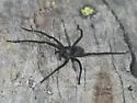 Melocosa fumosa - photo 5