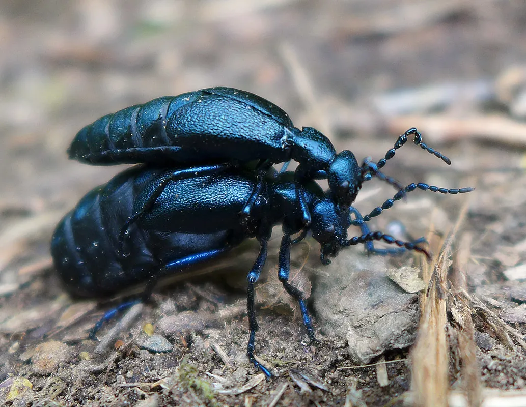 Short-Winged Blister Beetle - photo 2