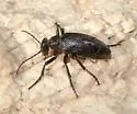 Meloe barbarus