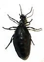 Meloe barbarus - photo 4