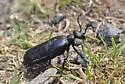 Meloe bitoricollis