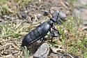 Meloe bitoricollis - photo 4