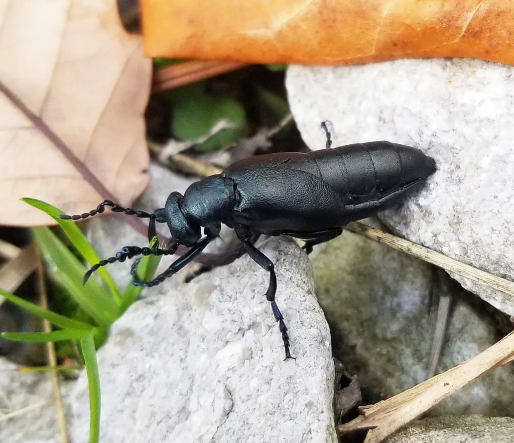 Meloe campanicollis