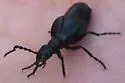Meloe carbonaceus - photo 3