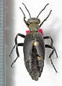 Meloe carbonaceus - photo 4