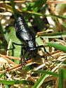 Meloe dianella - photo 2