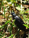 Meloe dianella - photo 4