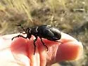 Meloe franciscanus - photo 5