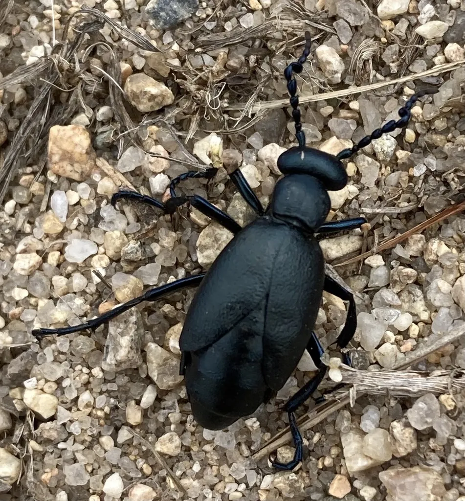 Black Meloe - photo 2