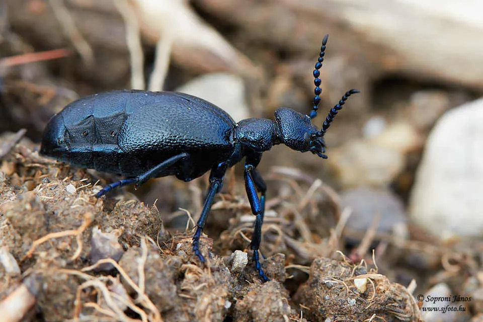 Black Oil-beetle - photo 3